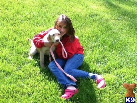 Puppies in NJ